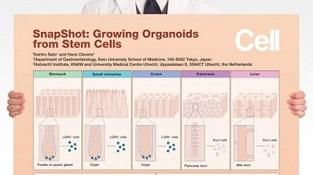 0977-01-02_Growing_Organoids_from_Stem_Cells.jpg