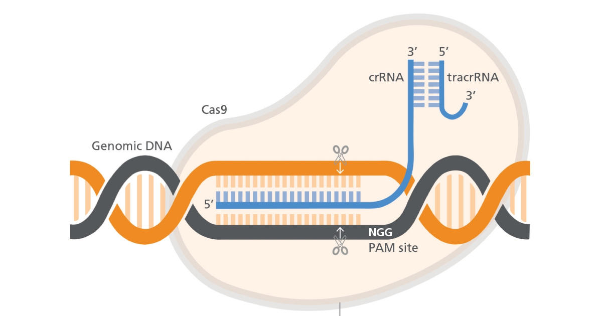 「TeSR + CloneR」ヒト多能性幹細胞（hPSC）ゲノム編集のワークフロー