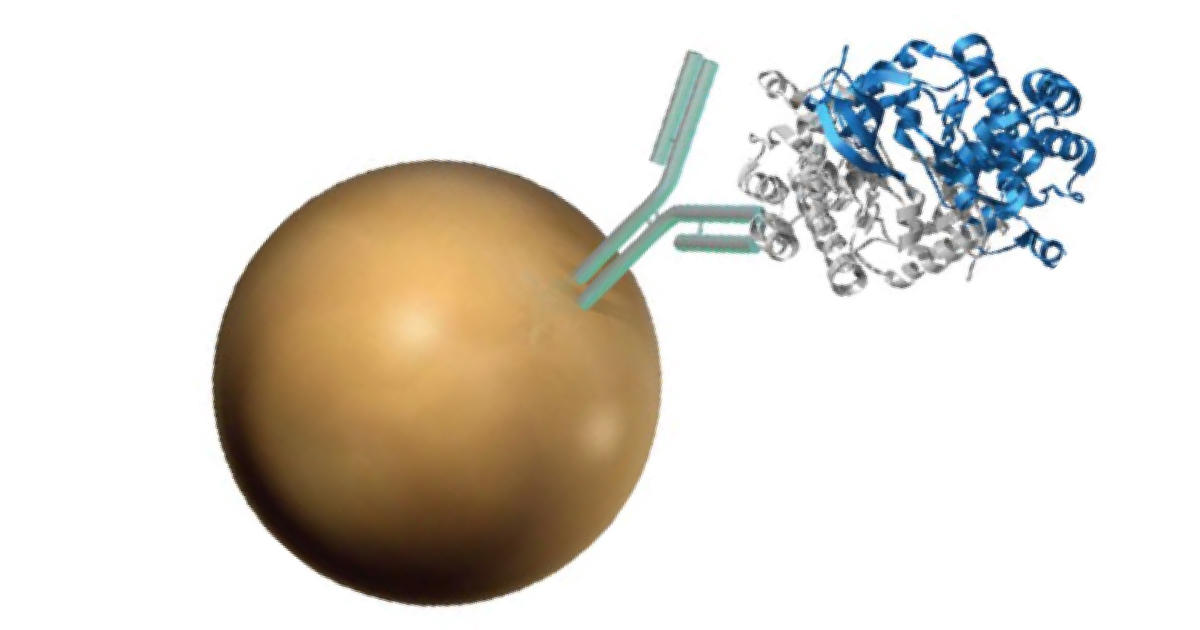 簡易プロトコール紹介：Dynabeads Protein A / Protein G を用いた免疫沈降（直接法）