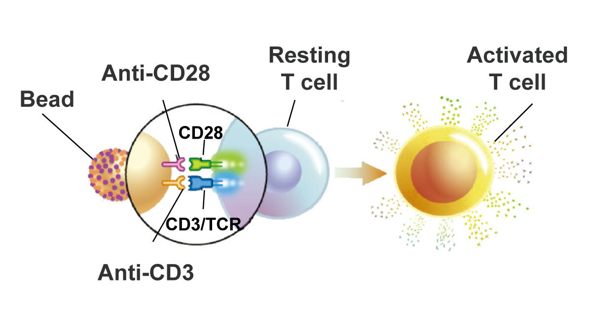 CAR (キメラ抗原受容体) -T細胞の研究にDynabeads T-Activator CD3/CD28を使用