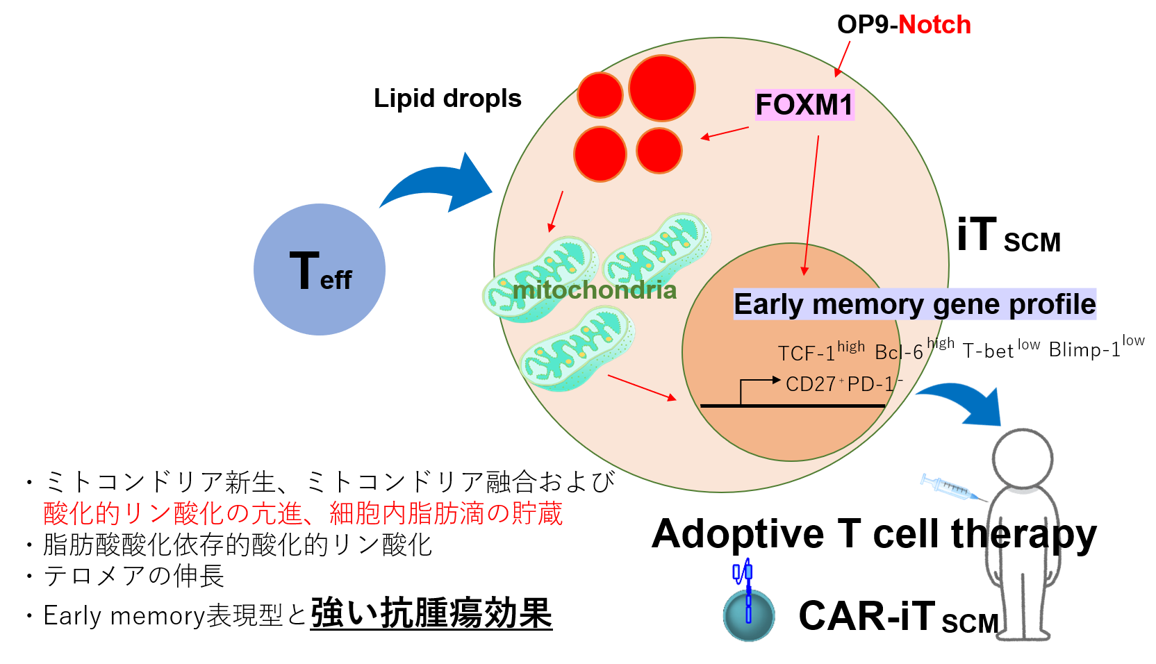 研究者の声28_NOTCH-FOXM1経路の役割.png
